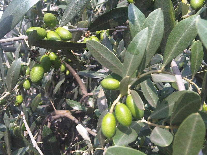 Quando e come eseguire la potatura dell'olivo: la guida completa